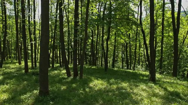 Panorama footage of an early spring in a deciduous forest with young green leaves and lush grass.