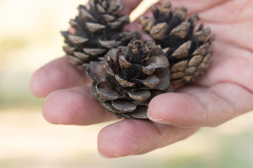Drown pine-cones in the hand