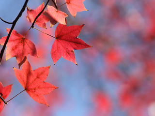 紅葉　アメリカフウ