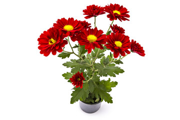 Red chrysanthemum flower in a pot, on a white background