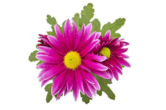 Pink chrysanthemum flower, top view, on a white background