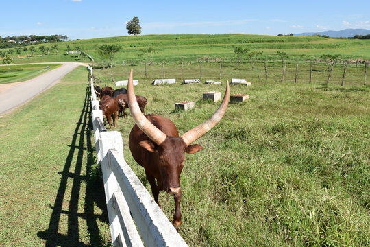 Watusi cow