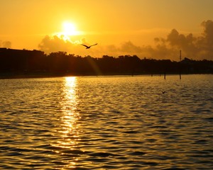 Sun rise over Gulf Bay with bird 