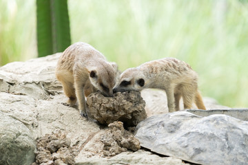 meerkat
