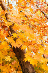 Autumn maple leaf background.