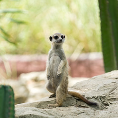 Fototapeta premium meerkat