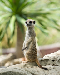meerkat