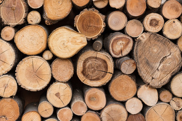 Seamless wood texture of cut tree trunk
