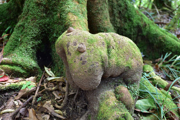 Little worm on the root