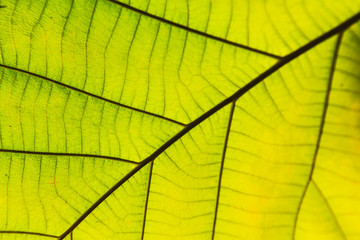 Naklejka na ściany i meble Green leaf texture