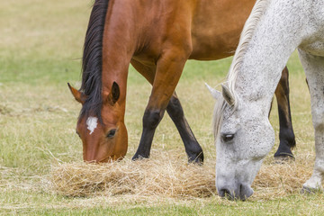 Fototapeta premium wild horse
