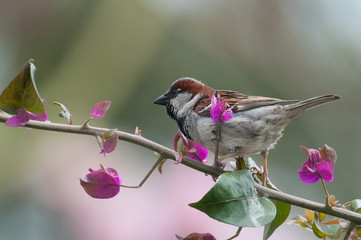 Sparrow with Blossums