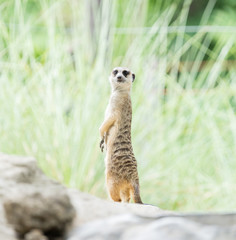 Fototapeta premium meerkat 
