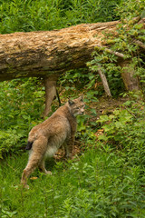 Europäischer Luchs