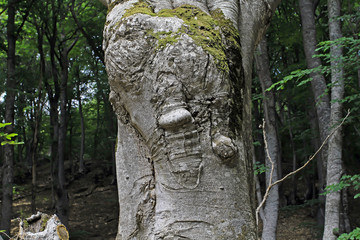 The magic tree in the autumn forest. Tree with eyes.