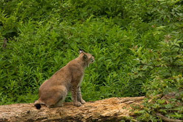 Europäischer Luchs