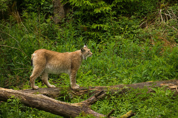 Europäischer Luchs