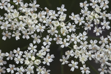 Saxifrage flowers close-up