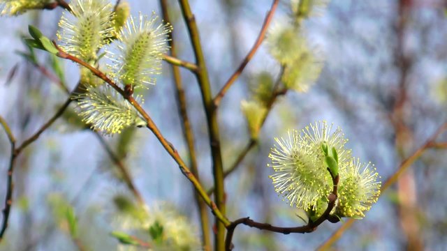 Waving in the wind blossoming willow branches with fluffy flowers on a background of other trees with young spring green leaves on a sunny spring day.
