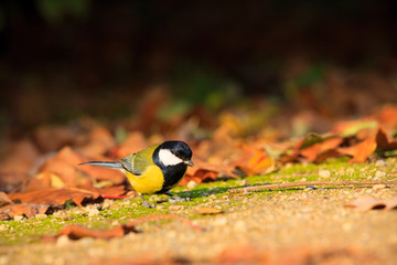 Great tit in the park - 97376196