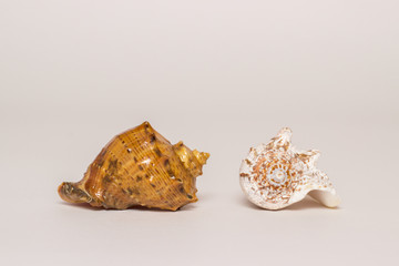 Seashell on a white background