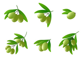 Green olives on branch vector set