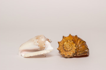 Seashell on a white background