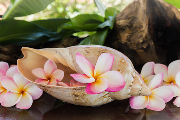  pink fragrant flower plumeria or frangipany in sea conch shell