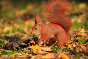 Naklejka na ściany i meble Red squirrel in park