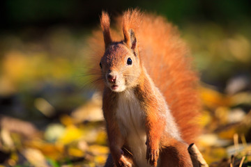 Naklejka na ściany i meble Red squirrel in park