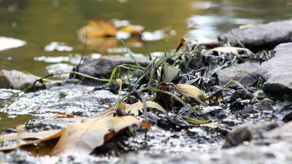 leaf water and stones