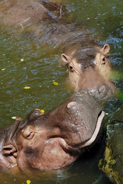 Smile of hippopotamus