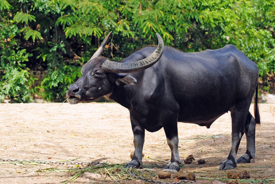 Buffalo in the forest