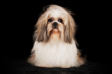 Shih-Tzu en studio sur fond noir