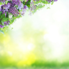 Obraz na płótnie Canvas Bush of Lilac