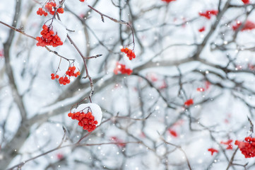 Snow-covered tree with red clusters of  mountain ash