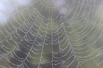 Spider web with dew drops