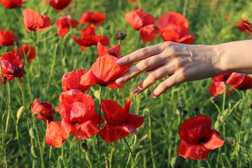Women's hand touches petals of a poppy