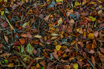 Texture di Foglie in Autunno