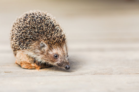 Beautiful Small Funny Hedgehog Standing On Stone