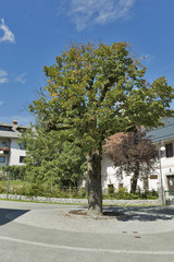 Fototapeta na wymiar Bled urban crossroads with tree standing in the middle