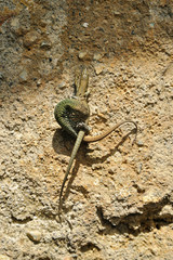 Two lizards on background wall
