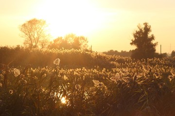 Spikes reeds at sunset