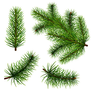 Set of realistic fir branches