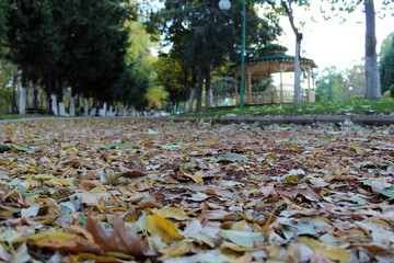falling autumn leaves