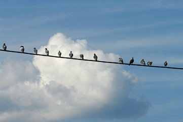 Tauben sitzen auf der Stromleitung
