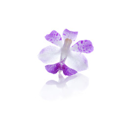 beautiful orchid on white background.