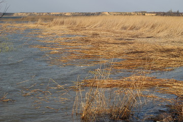 Yellow reeds in the lake on windy day