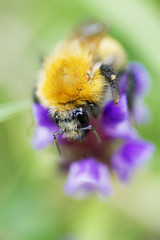 insetto su fiore viola