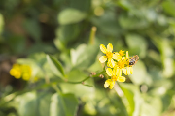 Bee collects nectar from yellow flower